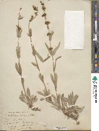Penstemon humilis image