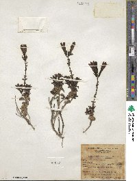 Image of Penstemon davidsonii