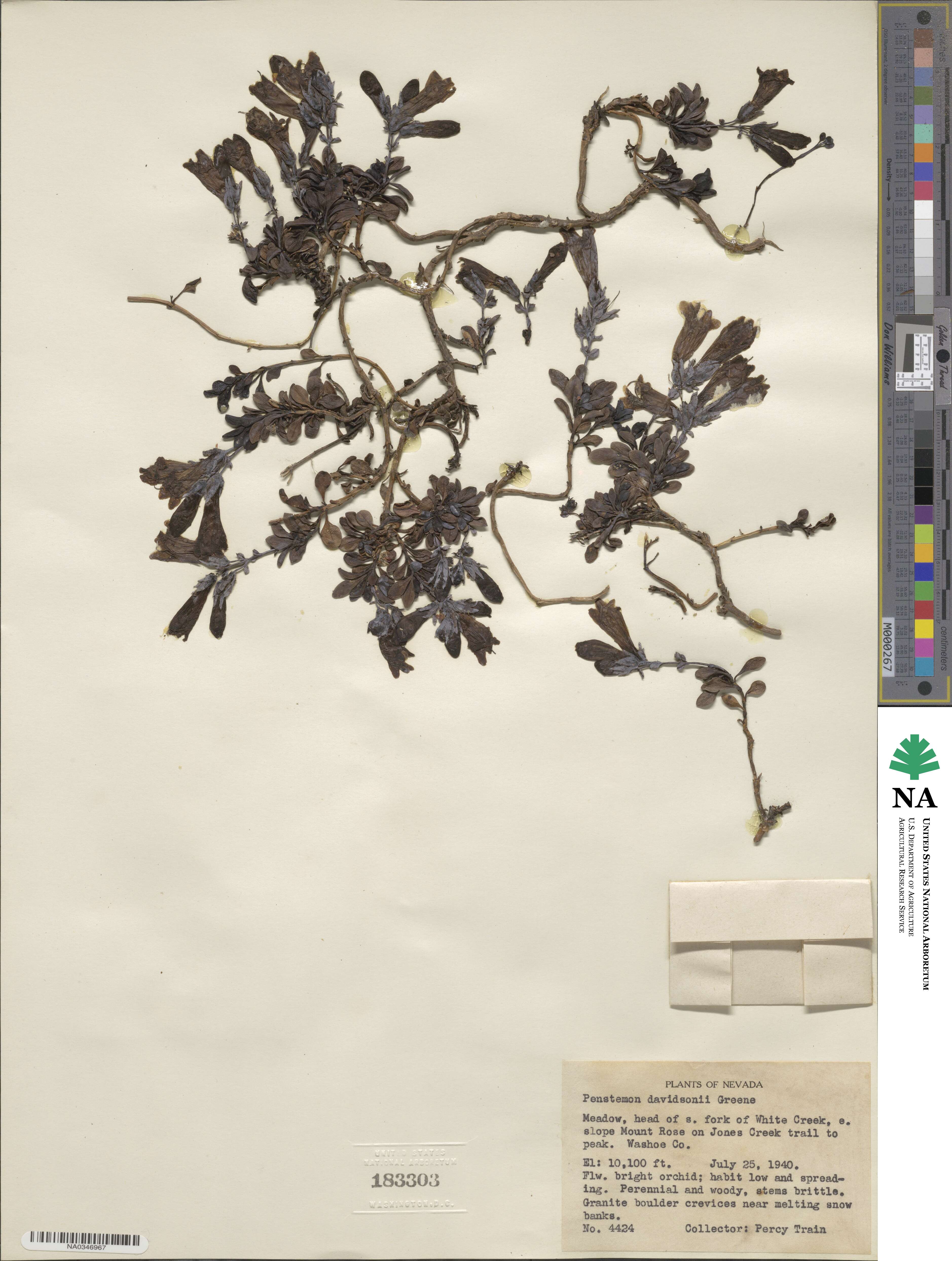 Penstemon davidsonii image