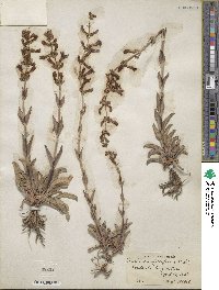 Penstemon cyathophorus image