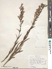 Penstemon cyaneus image