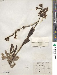 Penstemon cyaneus image