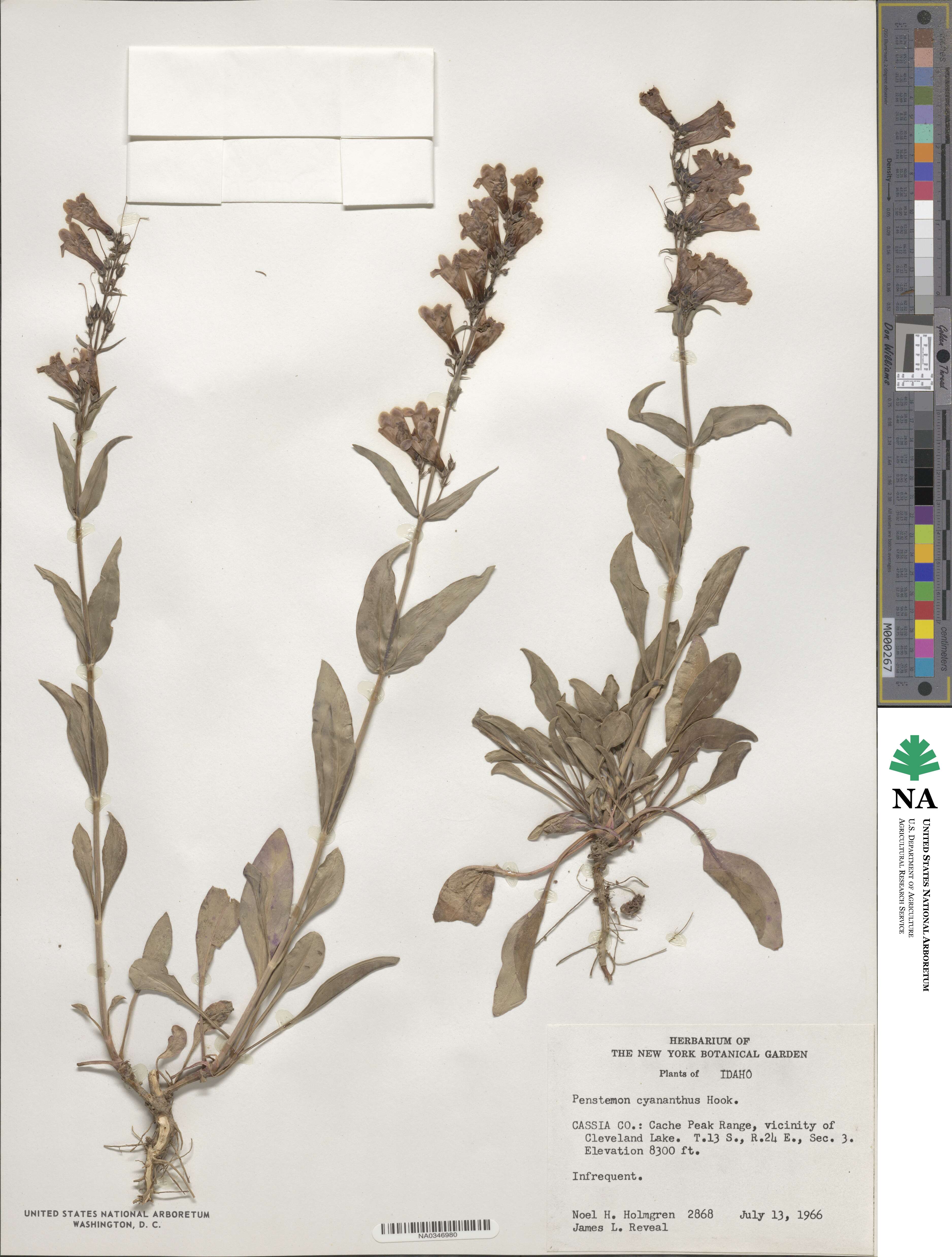 Penstemon cyananthus image