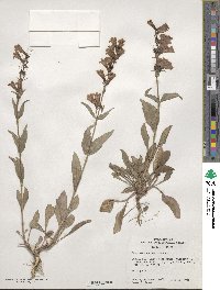 Penstemon cyananthus image