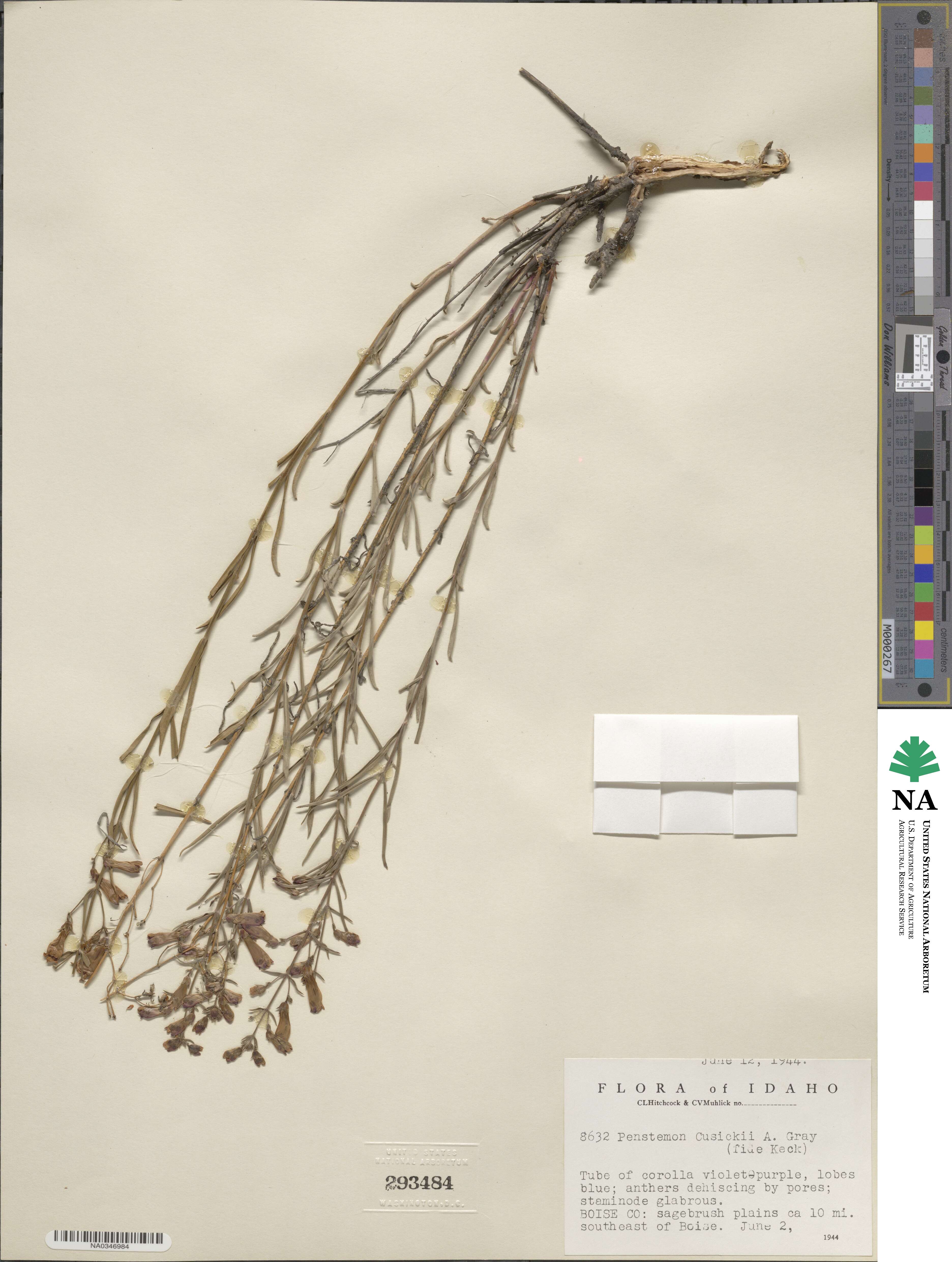 Penstemon cusickii image