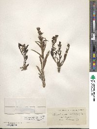 Penstemon eriantherus image