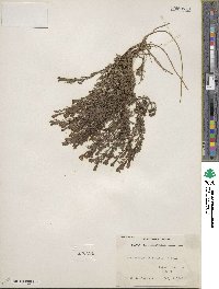 Image of Penstemon crandallii