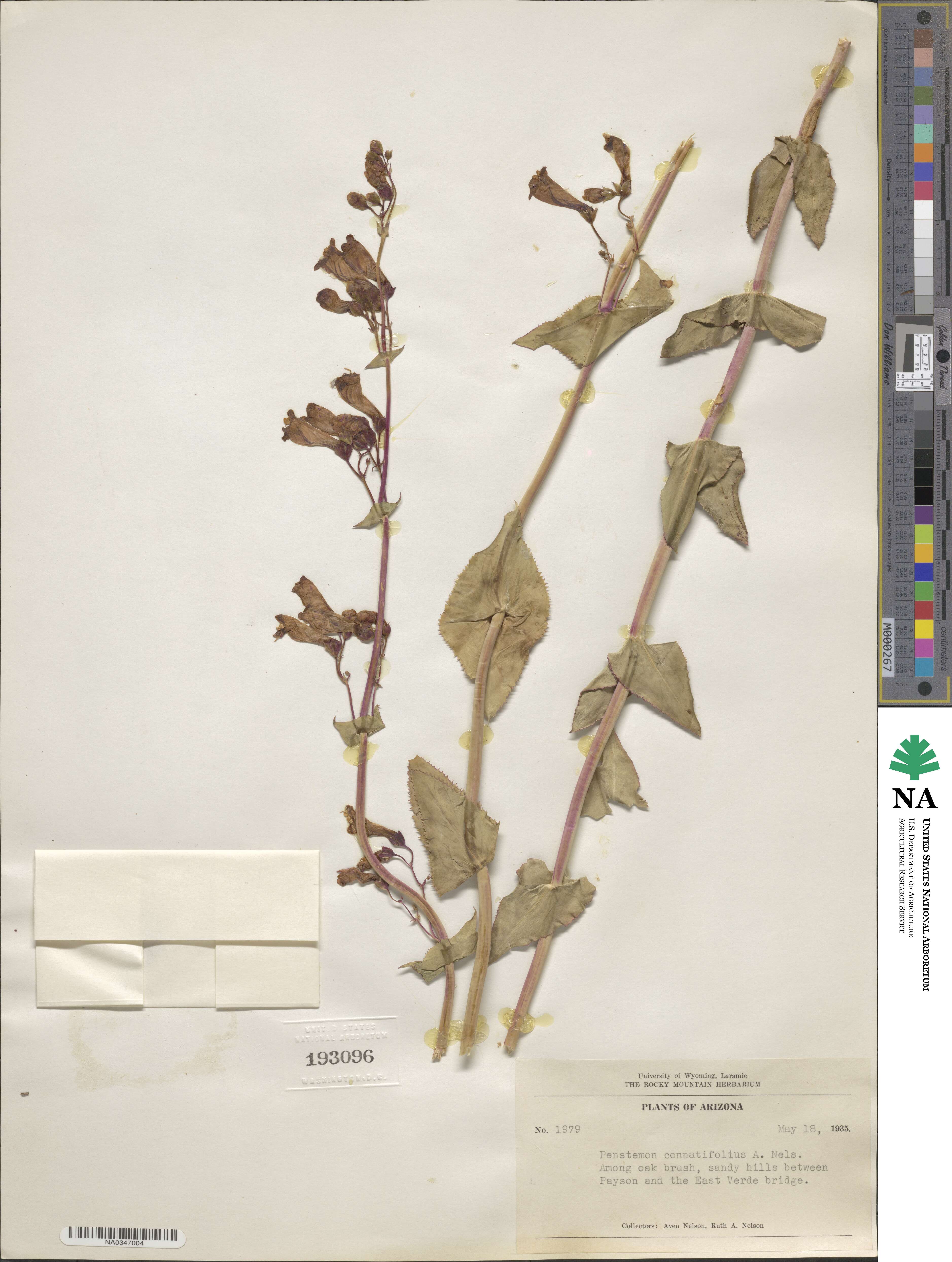 Penstemon pseudospectabilis var. connatifolius image