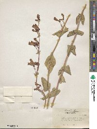 Penstemon pseudospectabilis image