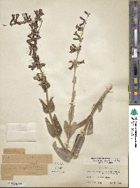 Penstemon pachyphyllus image