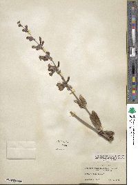 Penstemon pachyphyllus image