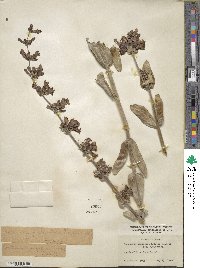 Penstemon pachyphyllus image