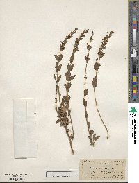 Image of Penstemon deustus