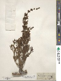 Penstemon deustus image