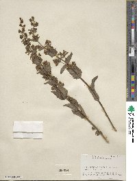 Penstemon deustus image