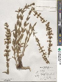 Penstemon deustus image