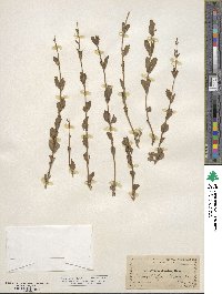 Penstemon deustus image