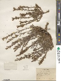 Penstemon deustus image