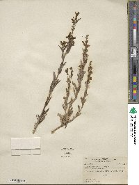 Penstemon deustus image