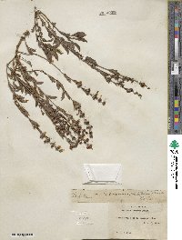 Penstemon deustus image