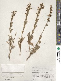 Penstemon deustus image