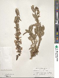 Penstemon deustus image