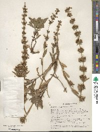 Penstemon deustus image