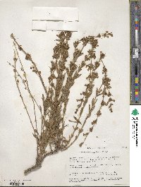 Penstemon deustus image