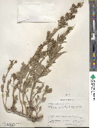 Penstemon deustus image