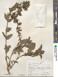 Penstemon deustus image