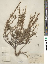 Penstemon deustus image