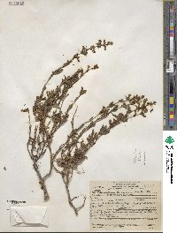 Penstemon deustus image