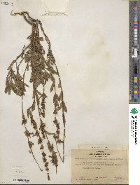 Penstemon deustus image