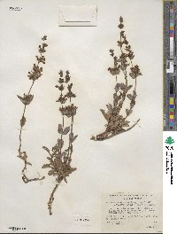 Penstemon deustus image