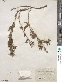 Penstemon deustus image