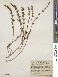 Penstemon deustus image