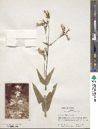 Penstemon digitalis image