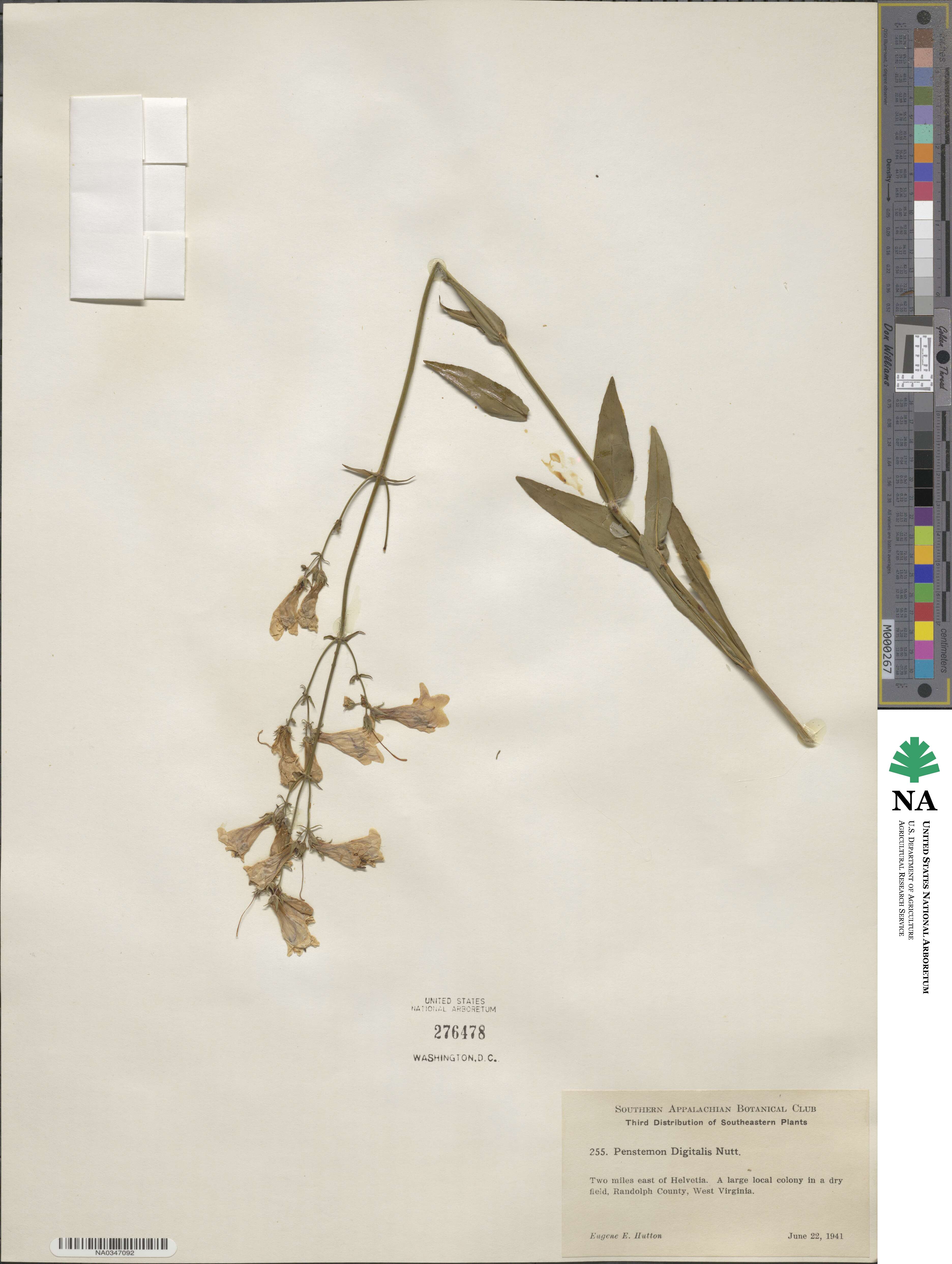 Penstemon digitalis image