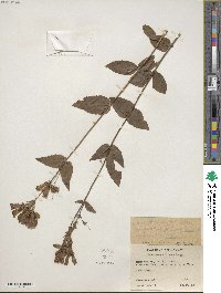 Penstemon serrulatus image