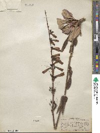 Penstemon eatonii var. undosus image