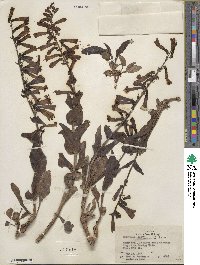 Penstemon eatonii image