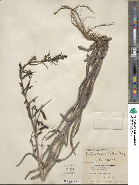 Penstemon eatonii image