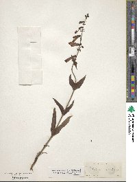 Penstemon eatonii image