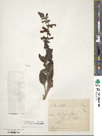 Penstemon eatonii image