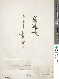 Penstemon eatonii image