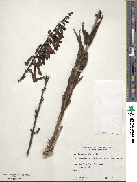 Penstemon eatonii image