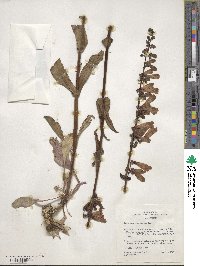 Penstemon eatonii image