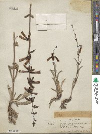 Penstemon eatonii image