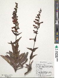 Penstemon eatonii image