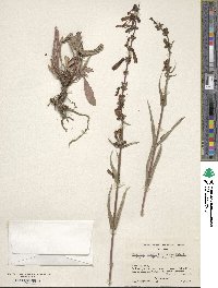 Penstemon eatonii image